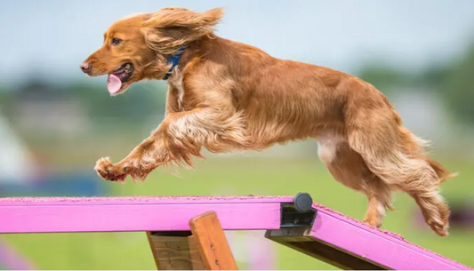 Unleashing the Fun: A Guide to Canine Sports and Activities